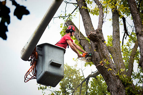 Best Affordable Tree Service  in Gra Forks Af, ND